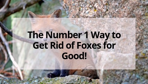 The Number 1 Way To Get Rid Of Foxes For Good