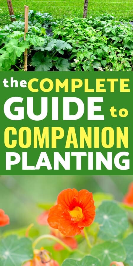 Vegetable Gardening Ideas: Learn how to use companion planting in your garden