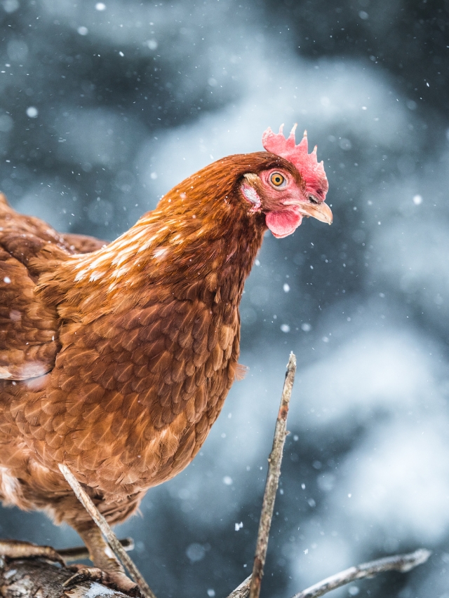 9 Tips for Keeping Chickens Warm in the Winter