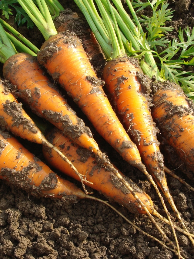 Grow the Best Carrots in Your Garden This Year!