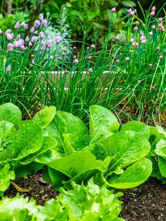 15 Herbs to Companion Plant with in Your Vegetable Garden Story The