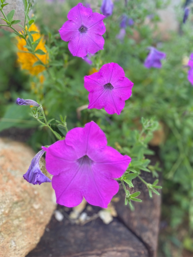 How to Collect Petunia Seeds for Next Year