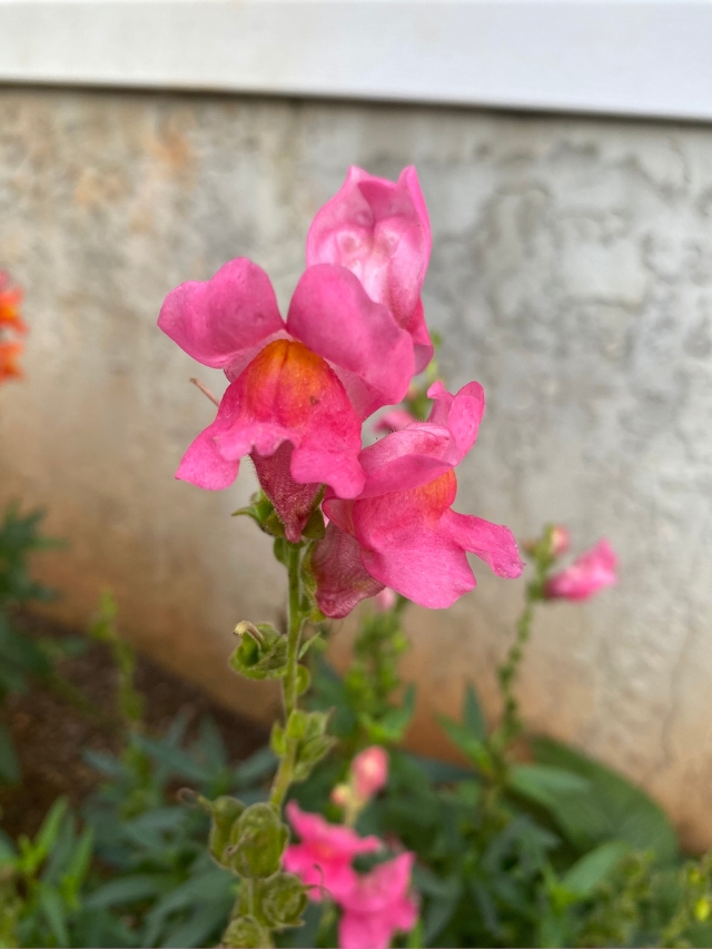 How to Collect Snapdragon Seeds for Next Year