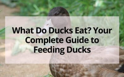 What Do Ducks Eat? Your Complete Guide to Feeding Ducks