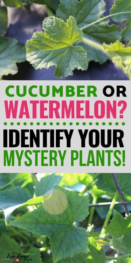 What Does a Watermelon Plant Look Like: A Visual Guide