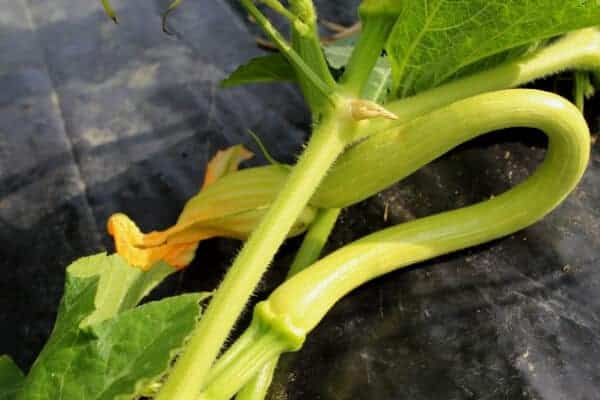 Zucchino Rampicante Squash