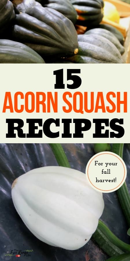 Vegetable Garden Recipes: Have a bumper crop of squash? Get these 15 amazing acorn squash recipes!