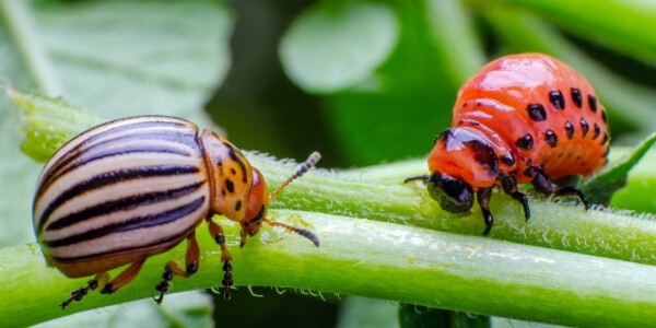 escarabajo de patata adulto y larva cerca de una planta verde