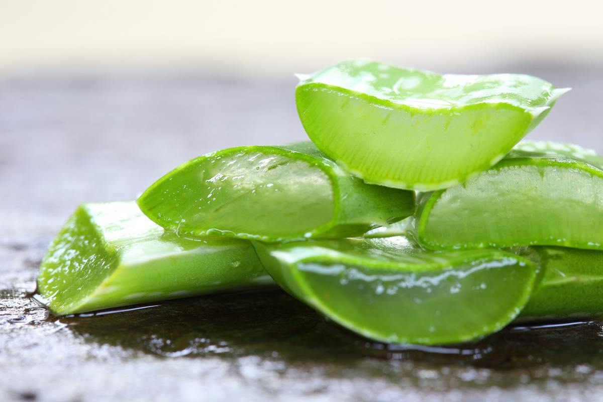 close up aloe vera plant