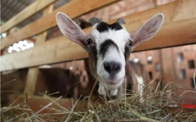Diagnosing and Treating Scours in Goats