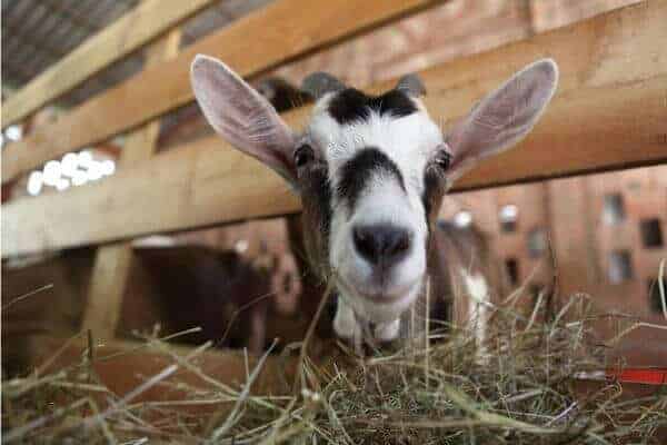 alpine dairy goat