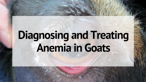 Anemia in Goats: Diagnosing and Treating