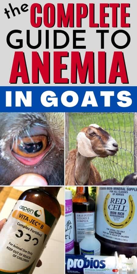 the complete guide to anemia in goats