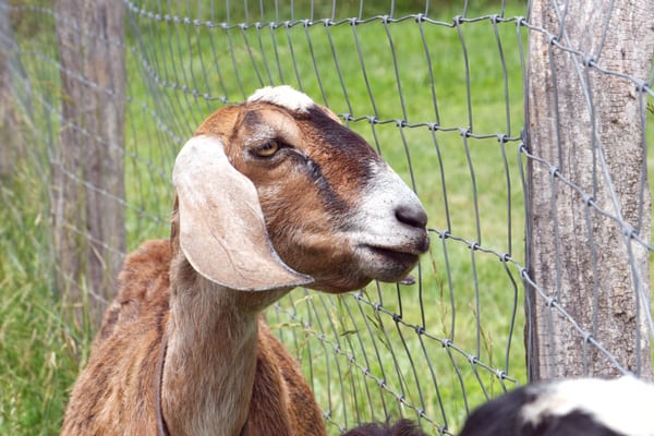 anemic goat with bottle jaw