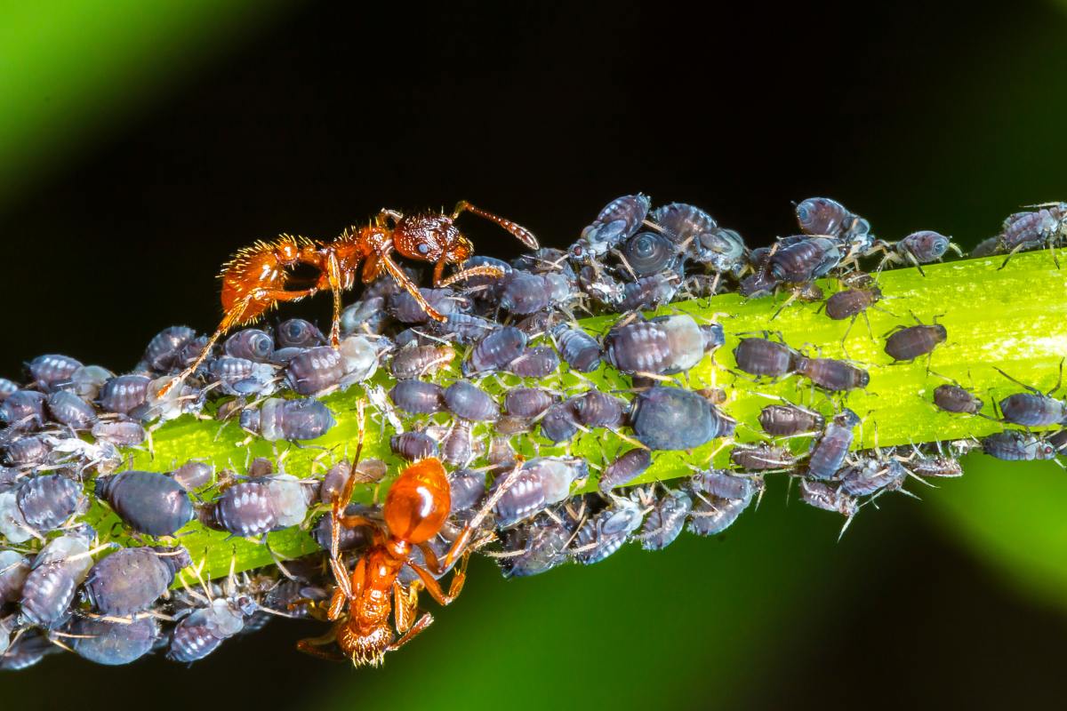 aphids and ants