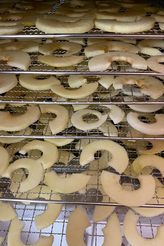 electric dehydrator filled with apple slices for drying