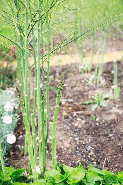 asparagus plants inside a garden bed