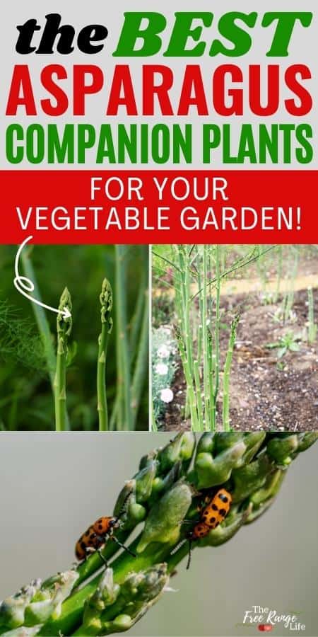 The Best Asparagus Companion Plants for Your Vegetable Garden