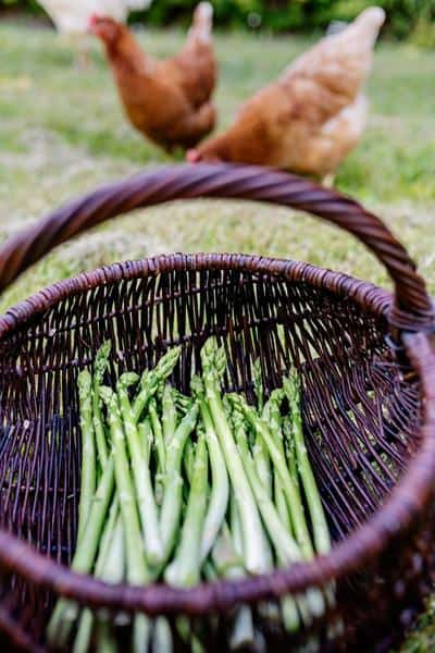 asparagus stalks in a basket with chickens in the background