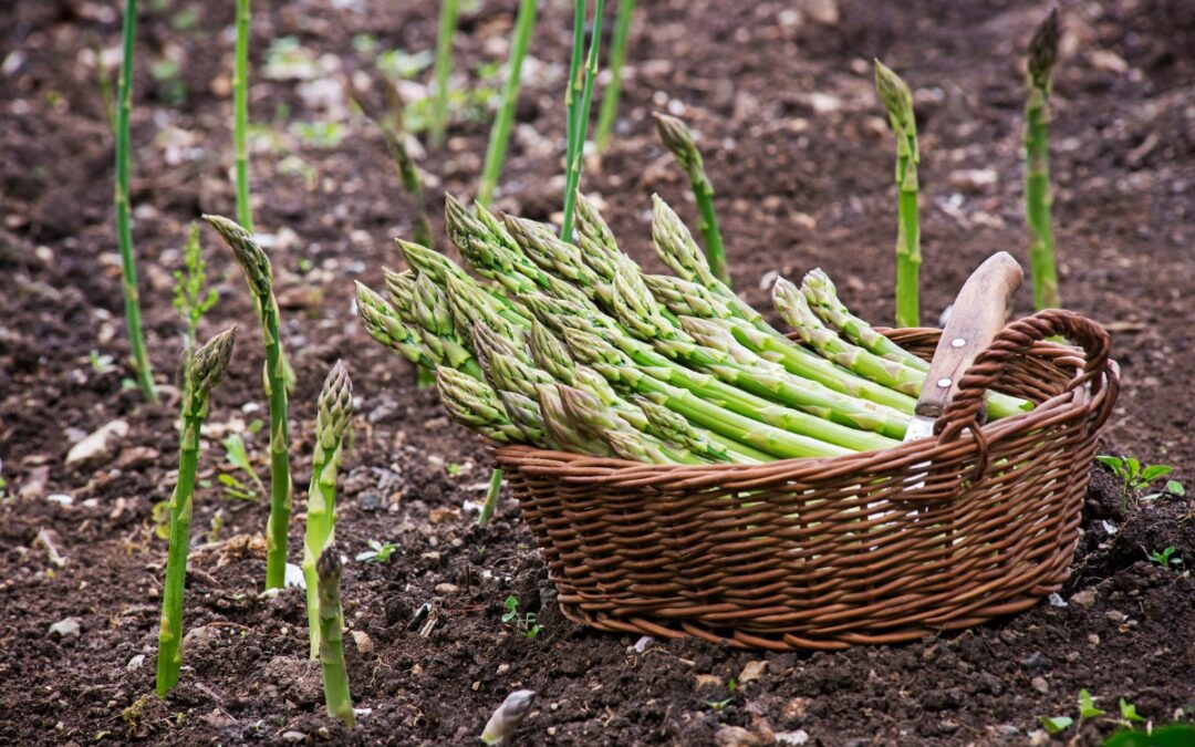 The Best Asparagus Companion Plants for Your Vegetable Garden