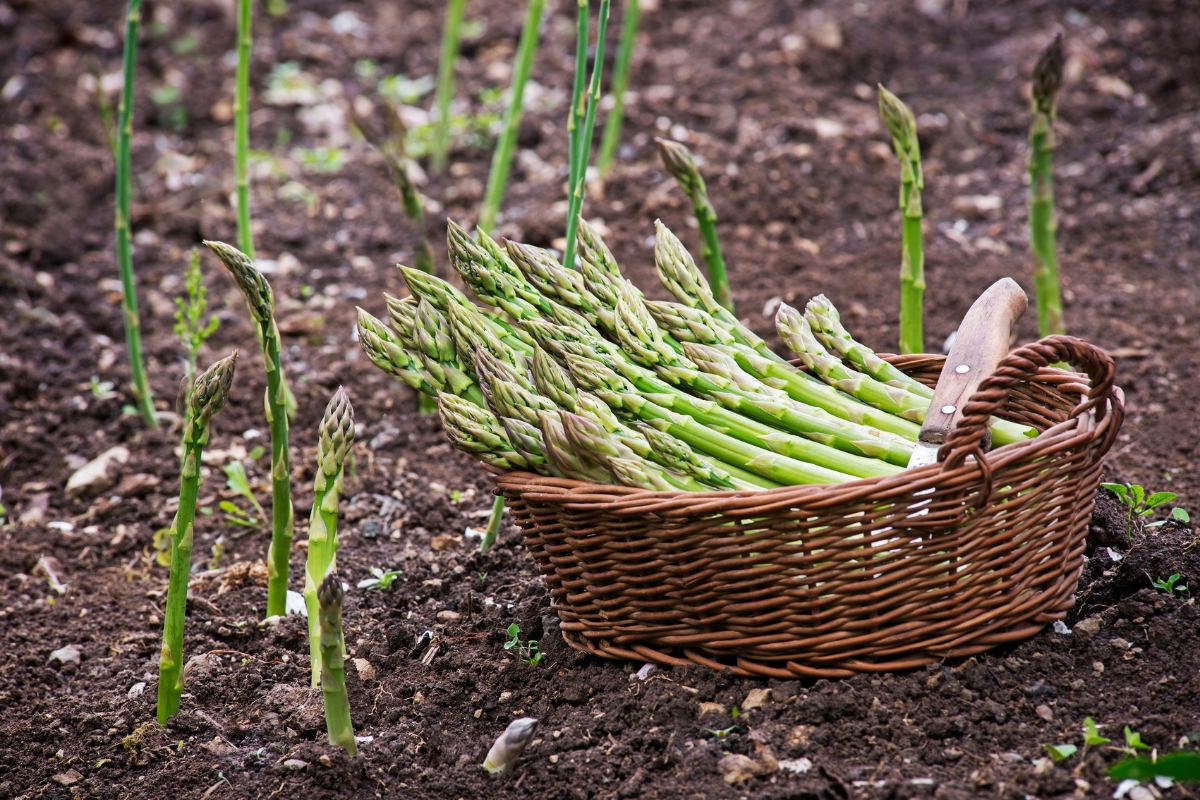 asparagus growing in garden with basket of fresh harvested asparagus