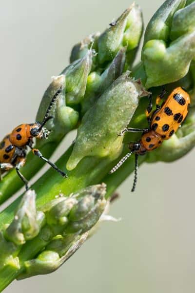 close up of asparagus with 2 red asparagus beetles