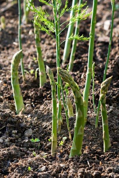 asparagus shoots coming out of the ground