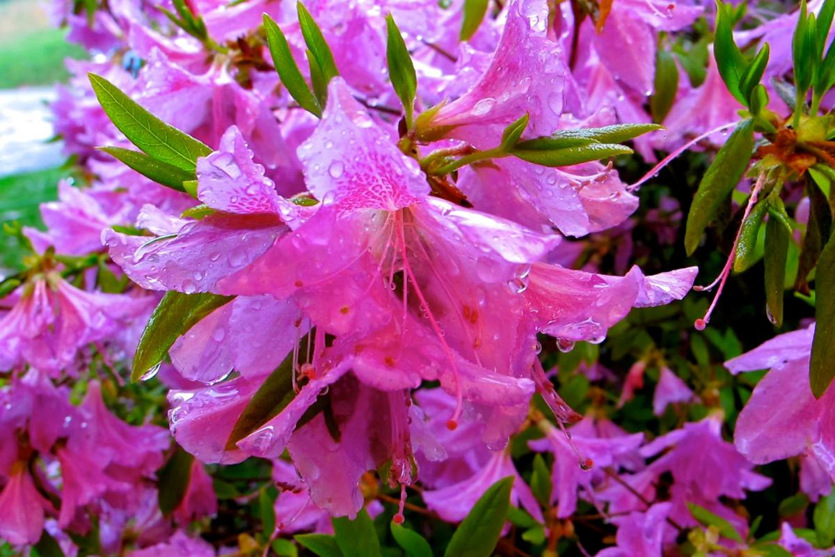 pink azaleas close up