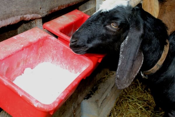 Baking Soda for Goats: Why Your Goats Need This Supplement