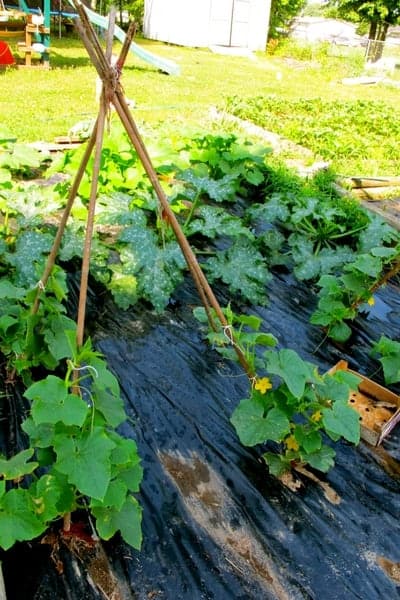 5 Easy Diy Cucumber Trellis Ideas