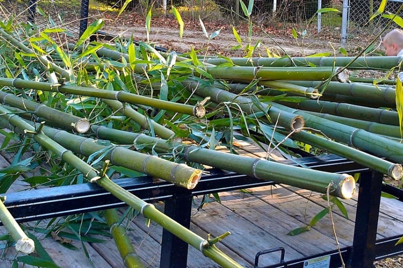 bamboo freshly cut on trailer