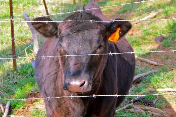 barbed wire fencing