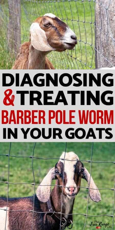 Barber Pole worms are blood sucking parasites that cause anemia and even death. Learn how to treat barber pole worms in goats and keep them away for good!