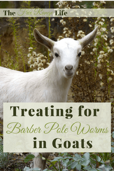 Treating Barber Pole Worms in Goats