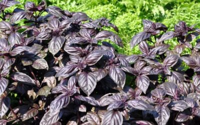 Best Basil Companion Plants for Your Backyard Garden