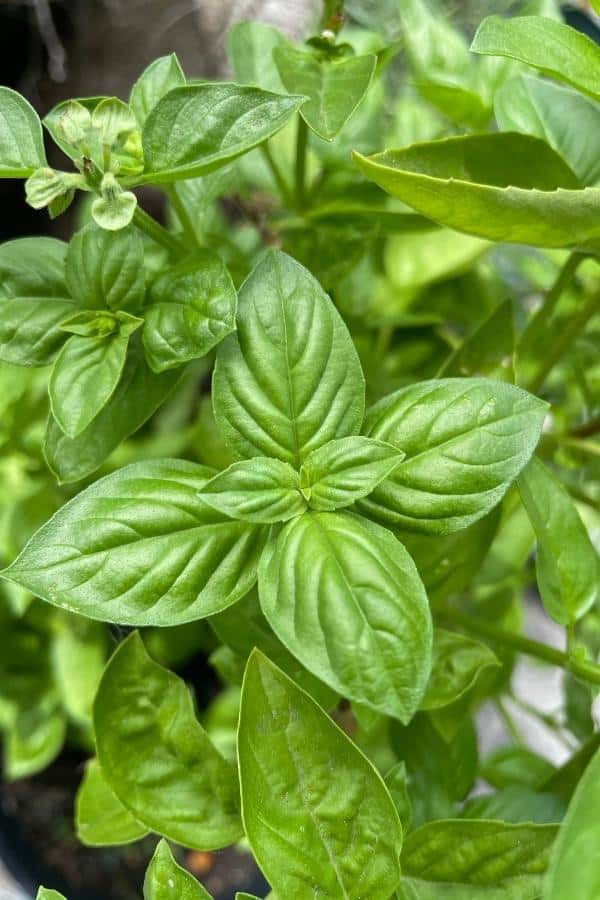 close up of basil plant in garden