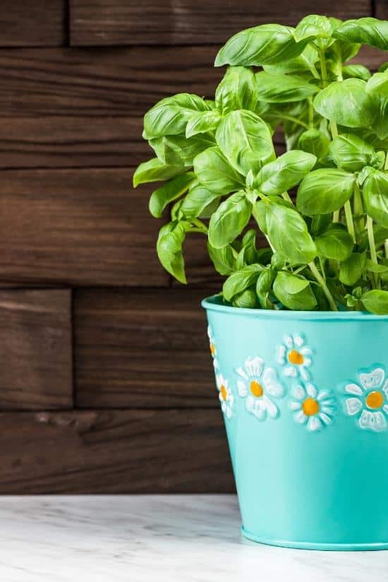 flowered planter with a basil plant in it, on a table with wood background