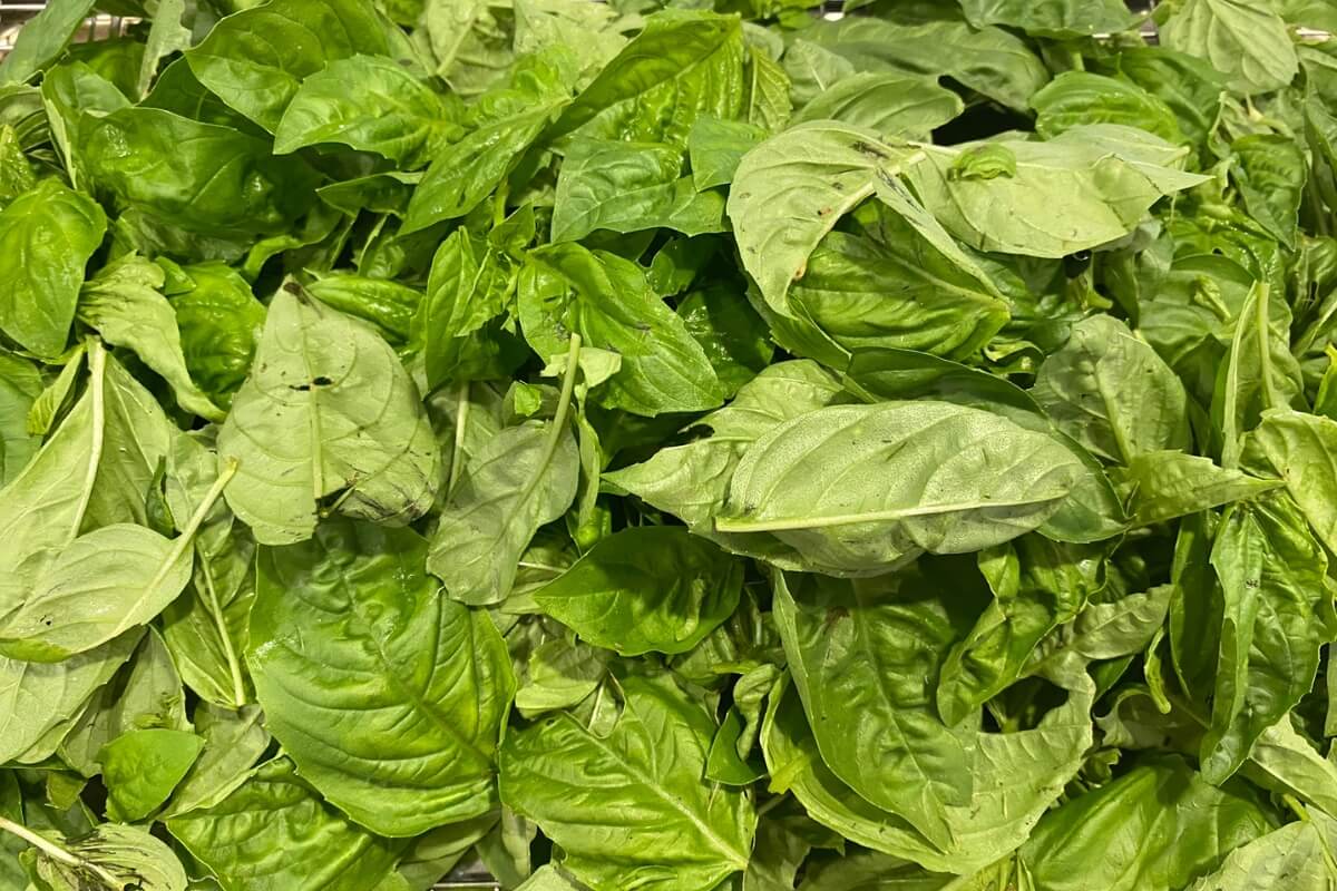 basil on tray ready to be frozen 