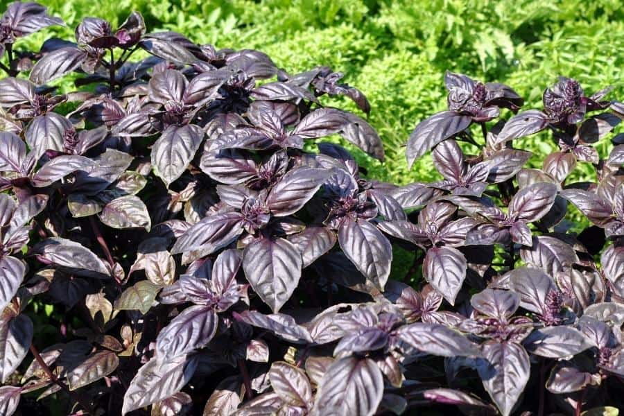 Best Basil Companion Plants for Your Backyard Garden