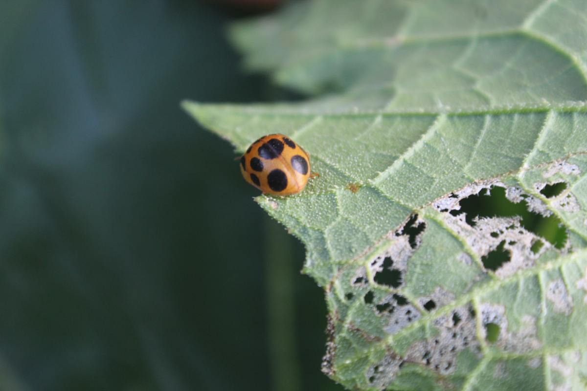 bean beetle close up on leaf