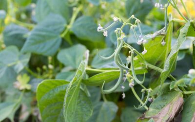 Growing Green Beans in Your Garden: Seed to Harvest