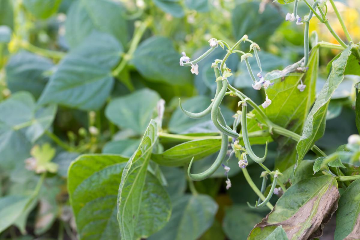 beans growing in garden