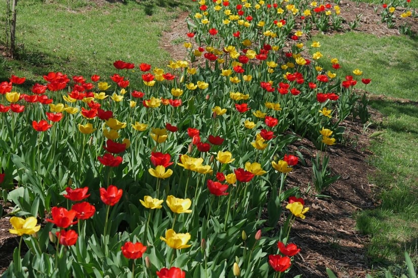 large row and bed of red and yellow tulips