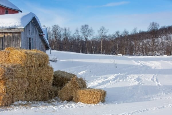 bales of straw stacked outside of chicken coop to be used for insulation and begging