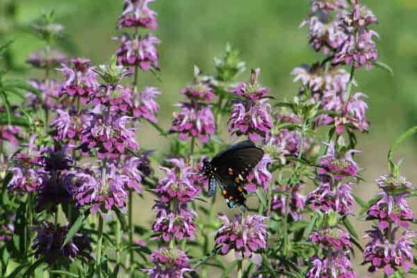 stalks of purple bee balm with a butterfly