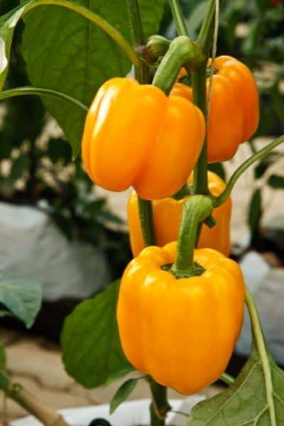 close up of pepper plant stem with 4 orange bell peppers