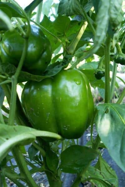 close up of green bell pepper on plant in garden