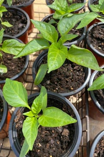bell pepper seedlings on an outside table