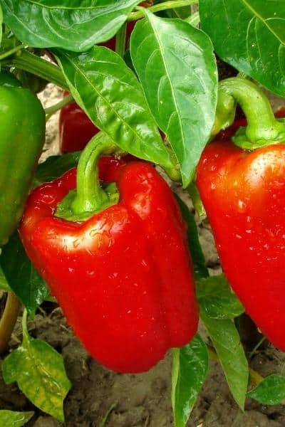 red bell peppers close up on the plant