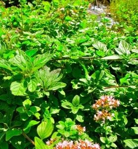 Oregano is more than just a culinary herb. It is a powerful medicinal plant with many health benefits. Do you know the all the uses and benefits of oregano?